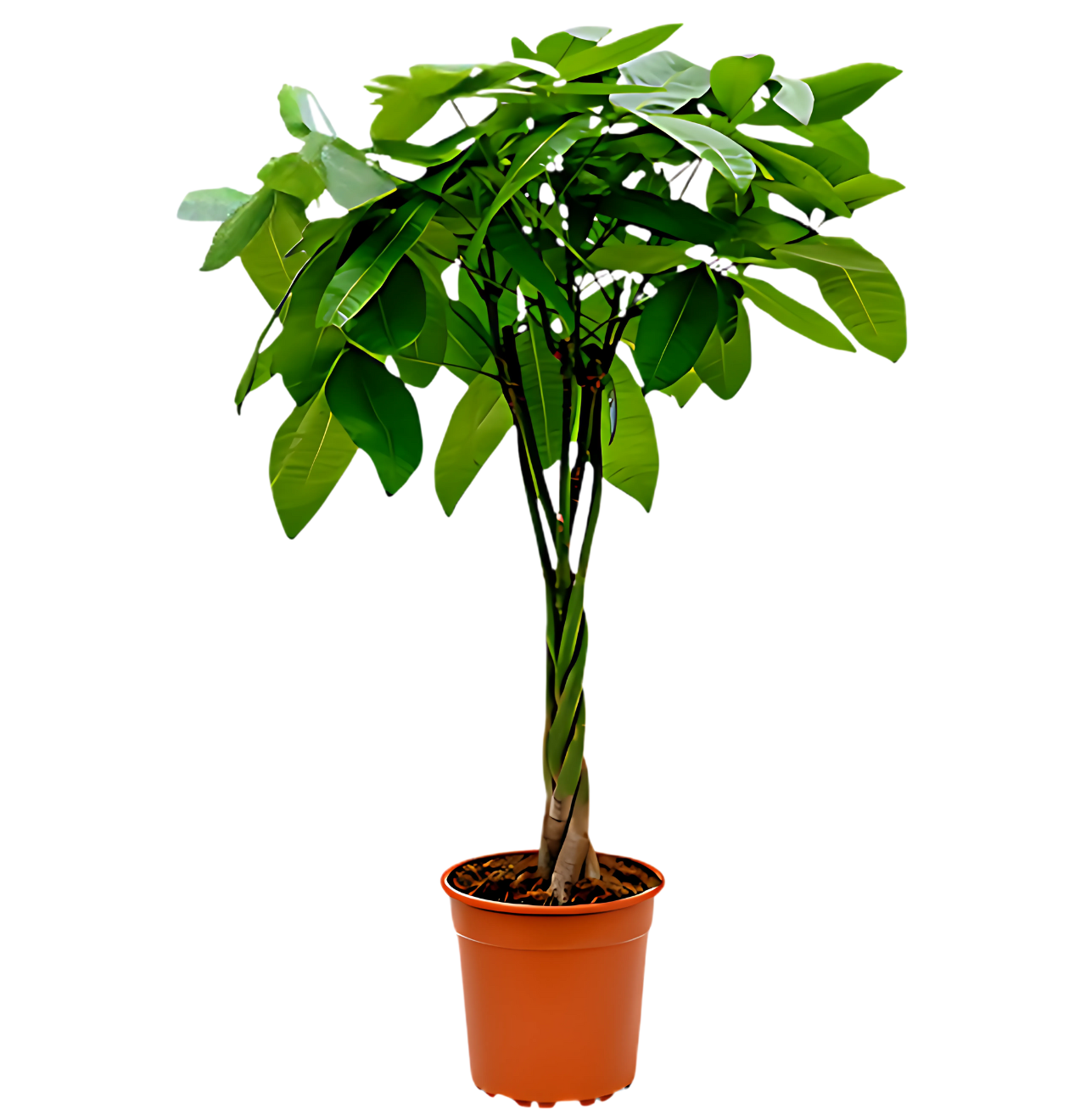 3er-Set | Glückskastanie | +/- 40-50cm | ø 12-15cm Topf 