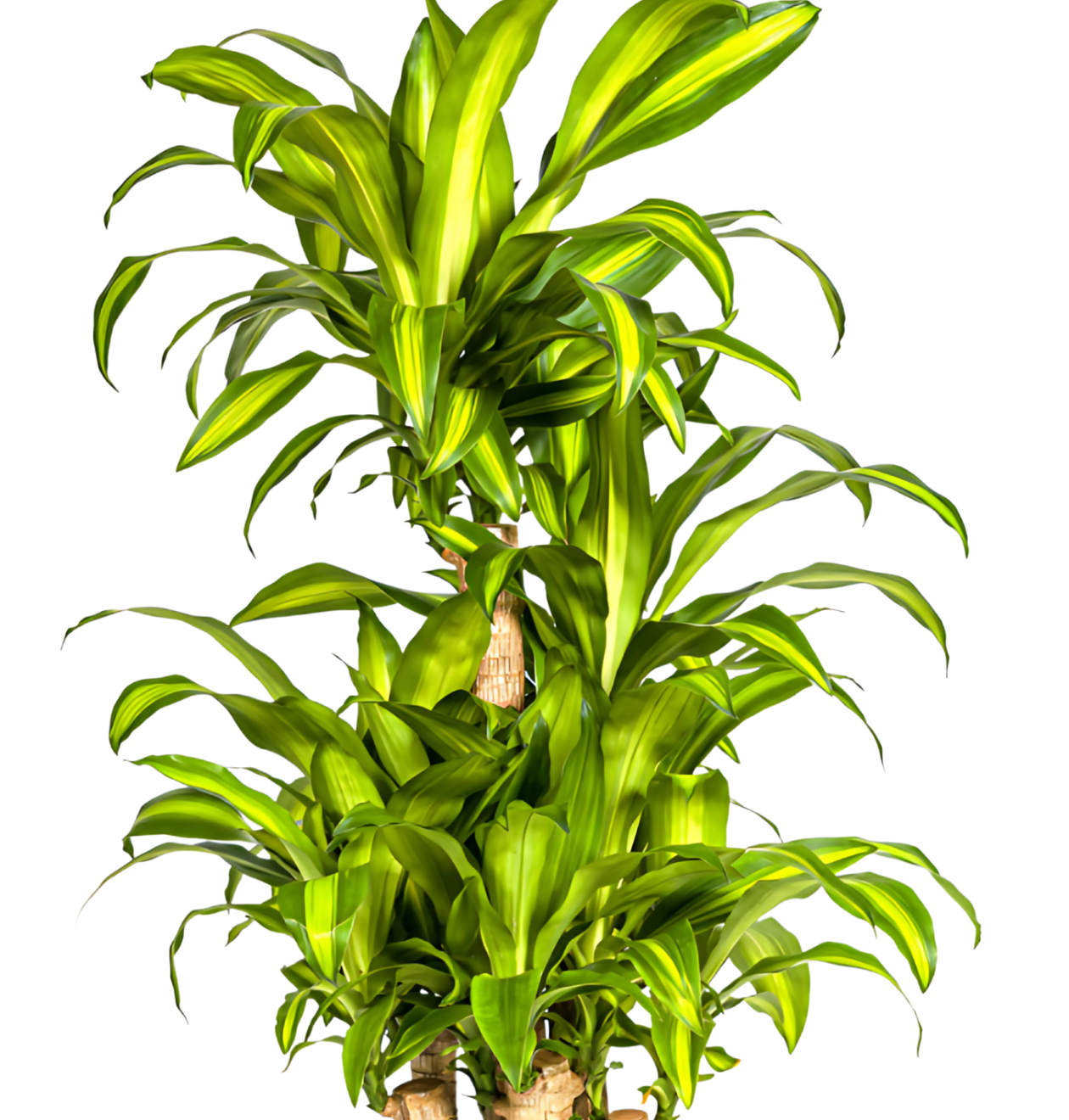Dracaena Fragrans “Massangeana Karussell” | Drachenbaum | +/- 140cm | ø 30cm Topf