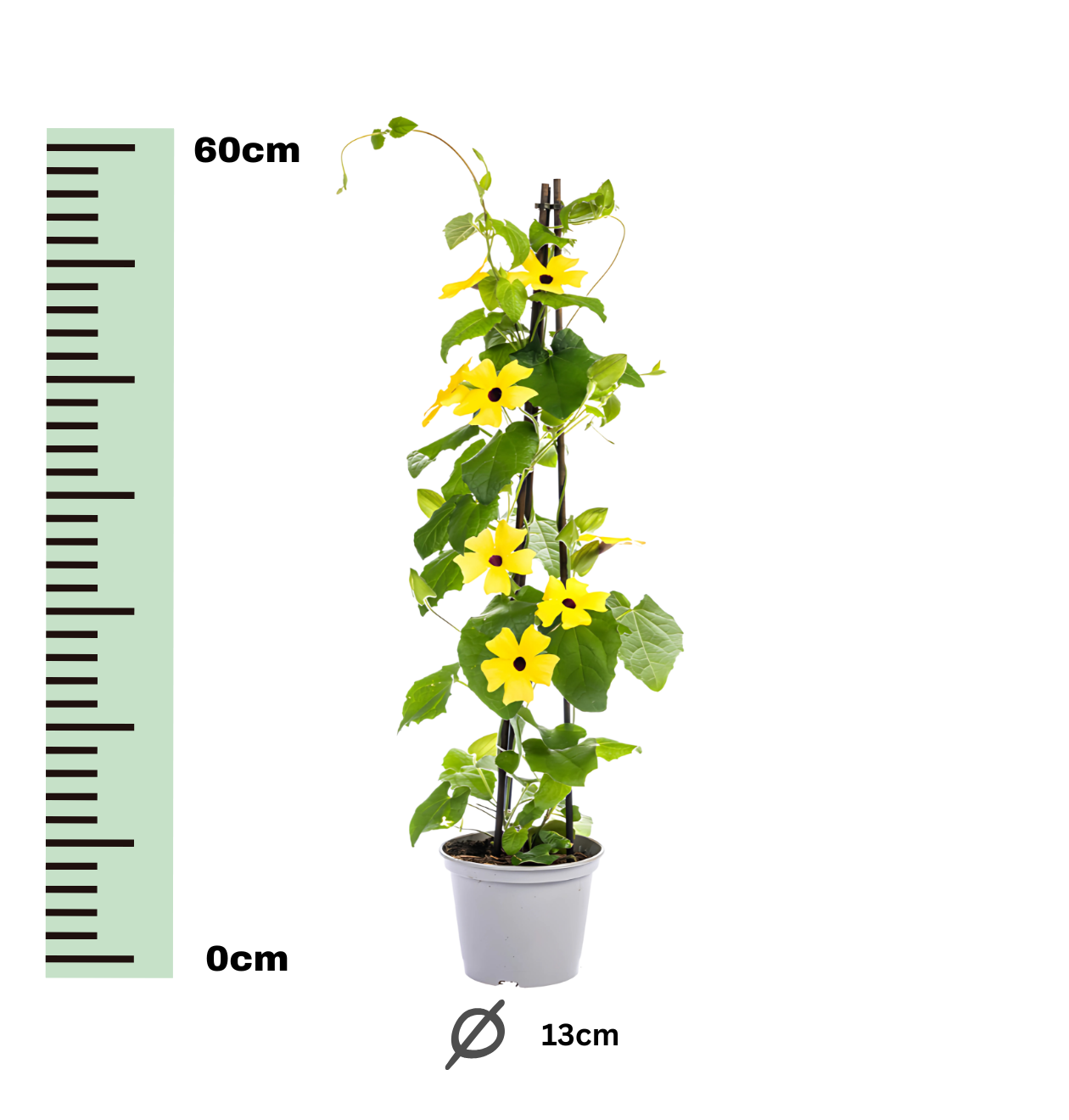 Thunbergia alata “Sunny Susy Yellow” | Schwarzäugige Susanne | +/- 60cm | ø 13cm