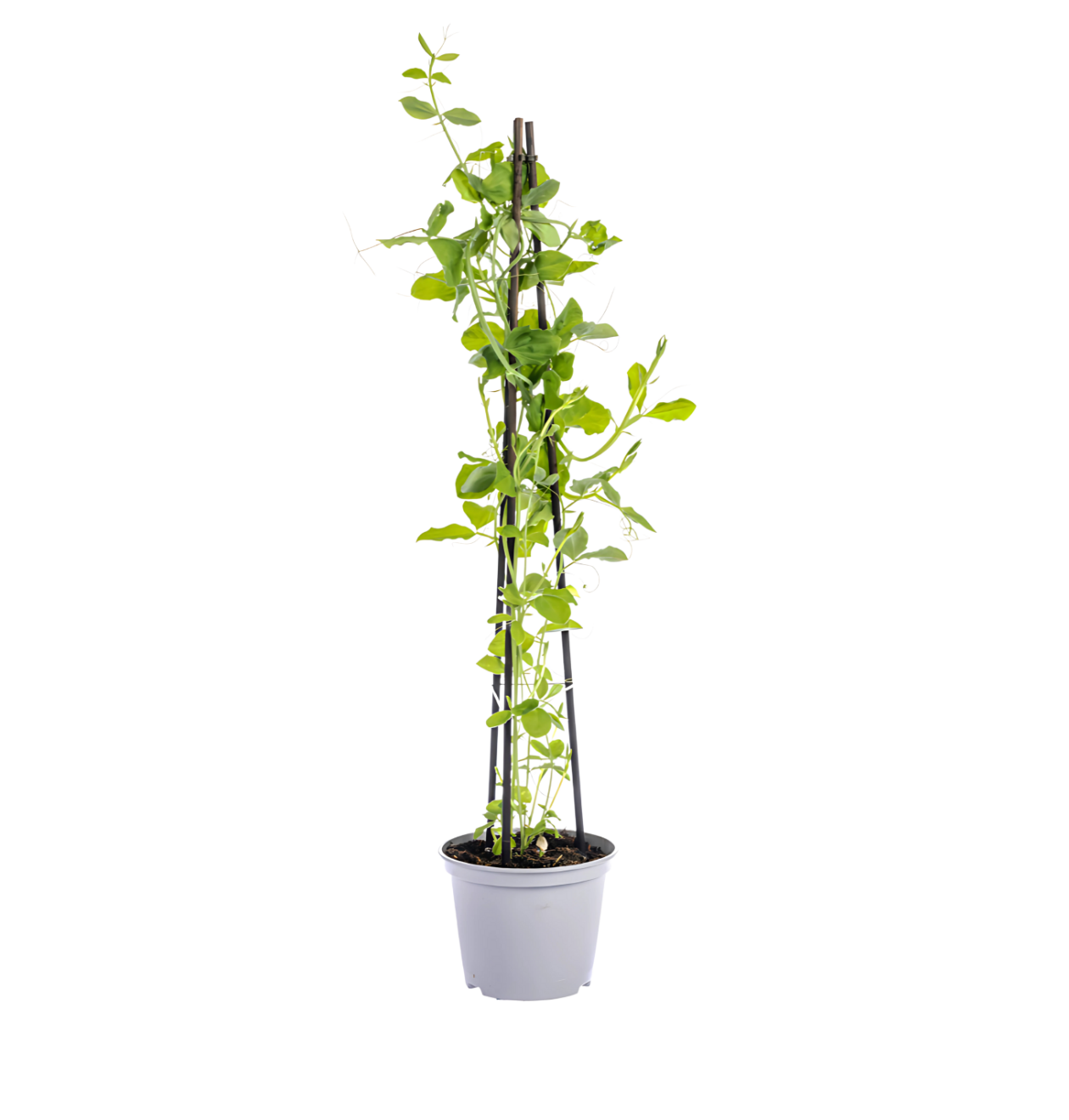 Lathyrus odoratus (4 Stück) | Duftwicke | +/- 60cm | ø 13cm