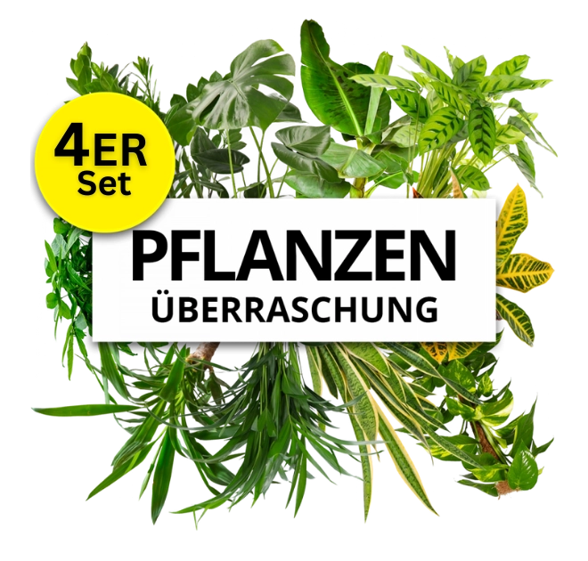 4er-Set Pflanzenüberraschung  (40-70cm)
