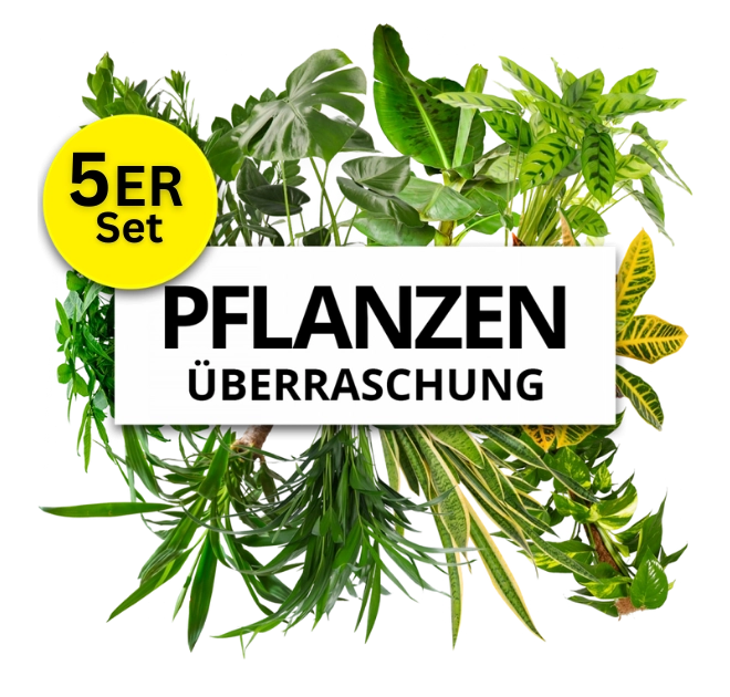 5er-Set Pflanzenüberraschung  (40-70cm)