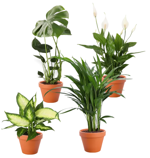 4er-Set Monstera (40-50cm) Dieffenbachia (40-50cm) Spathiphyllum (40-50cm) Areca (40-50cm)