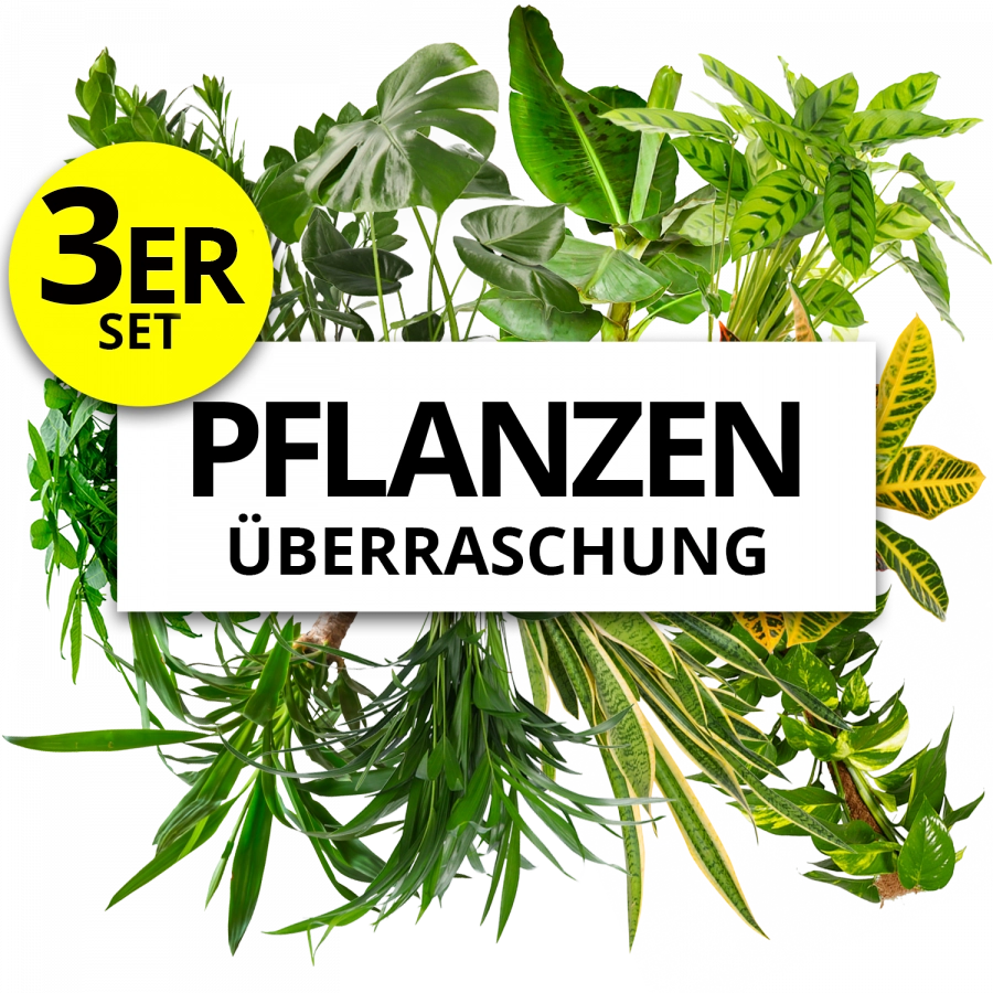 3er-Set Pflanzenüberraschung "Naturentdecker" (50-70cm)