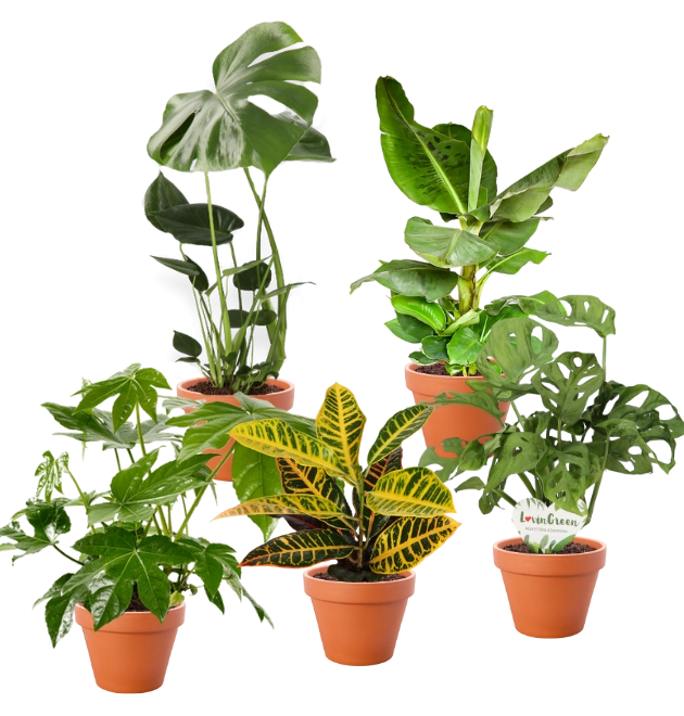 5er-Set-Monstera (50-60)-Bananenpflanze (50-60cm)-Fatsia (55-70cm)-Monstera Adansonii (30-45cm)-Kroton (35-45cm)