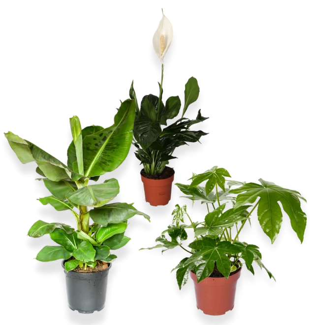 3er-Set-Spathiphyllum (60-70cm)-Fatsia (60-70cm)-Bananenpflanze (50-60cm)
