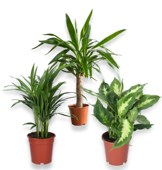 3er-Set-Yucca (45-55cm)-Dieffenbachia (40-50cm)-Goldfrucht (50-60cm)