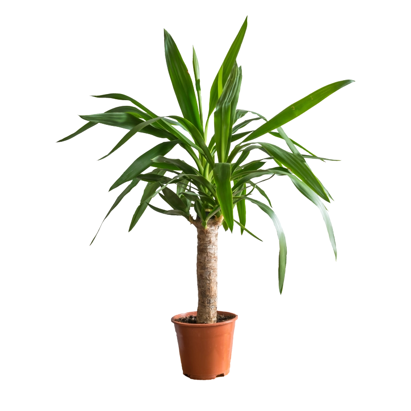 Palmlilie - Yucca (45-55cm)